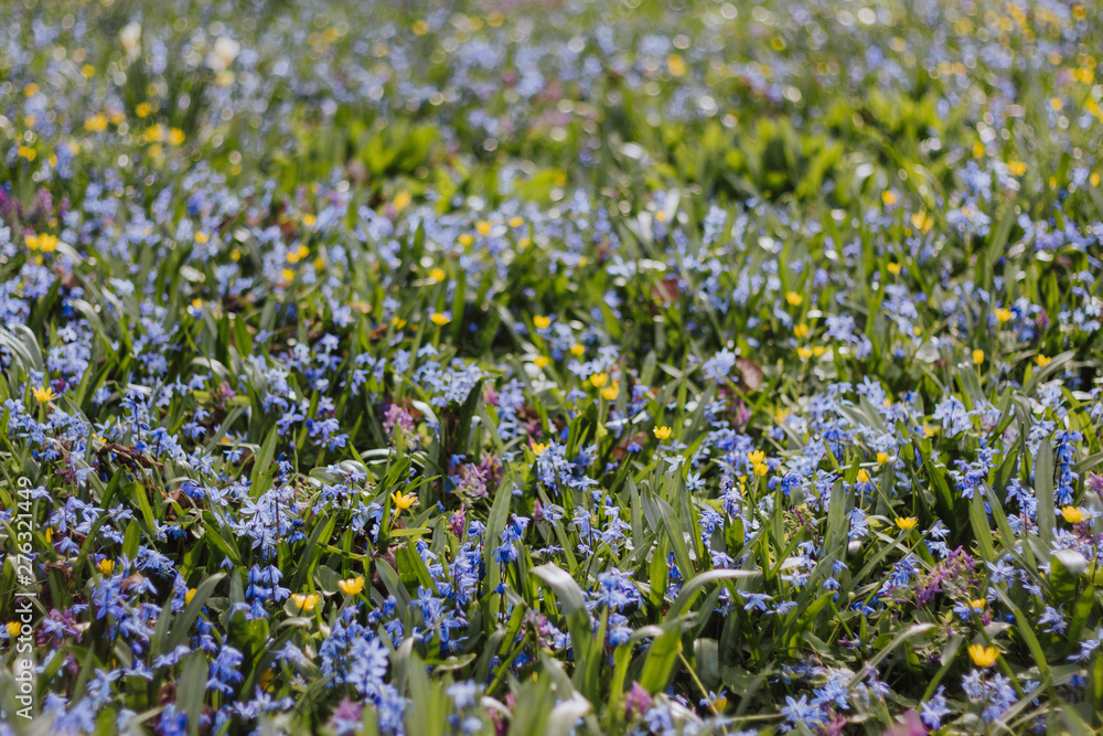Wild field blue and yellow flowers on the grass - soft focus