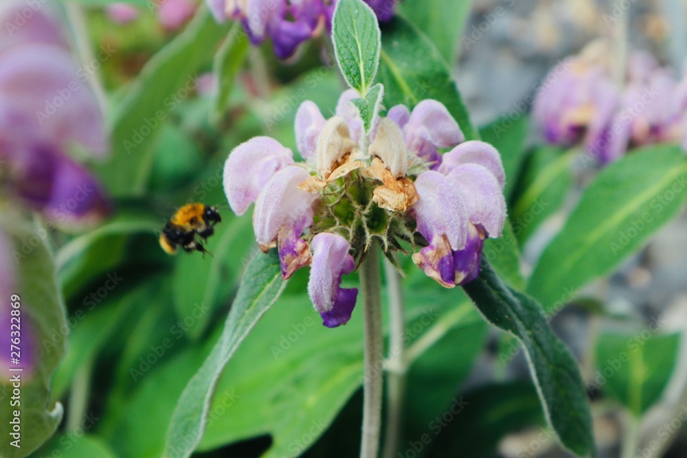 Bee in Beautiful pink purple flower blooming in a field garden forrest background botanic Bee in Beautiful pink purple flower blooming in a field garden forrest background botanic