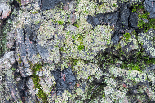 Various lichens and mosses on the surface of the bark, which in some places burned photo