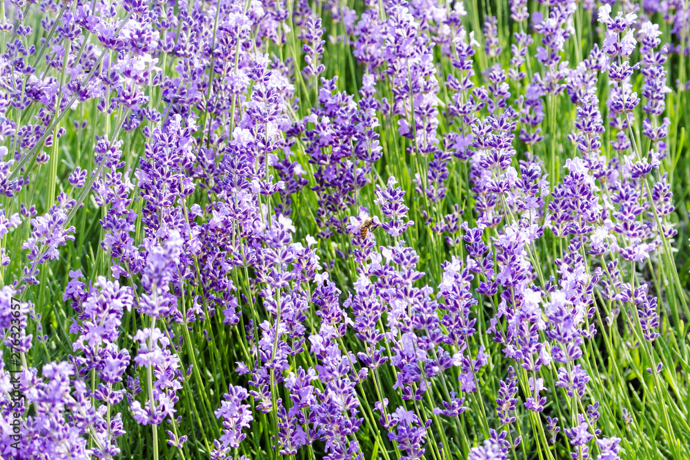 Thick lavender half-shrubs with small purple flowers Thick lavender half-shrubs with small purple flowers