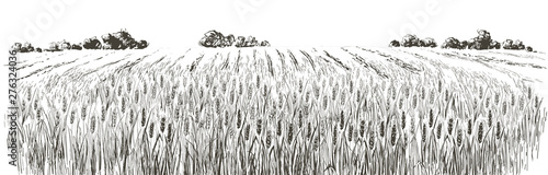 Rural landscape field wheat. Hand drawn vector Countryside landscape engraving style illustration.