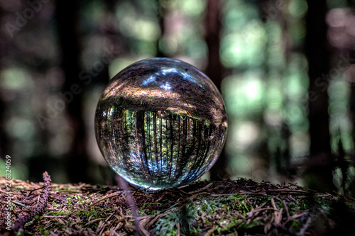 Carpathian forest in a crystal ball