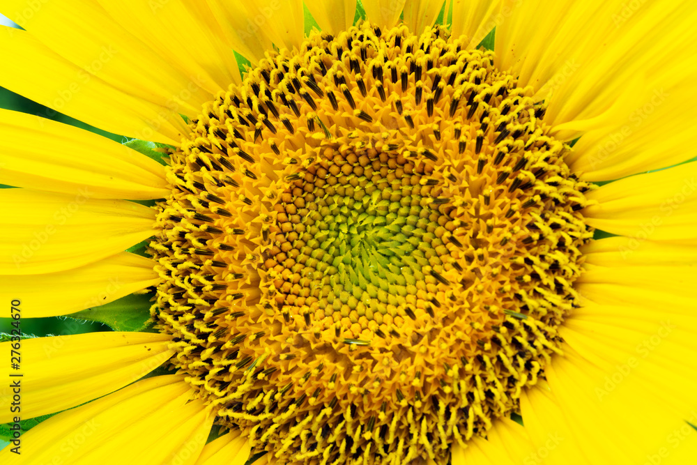 Obraz premium Sunflower close up, macro photography of a plant in a field.