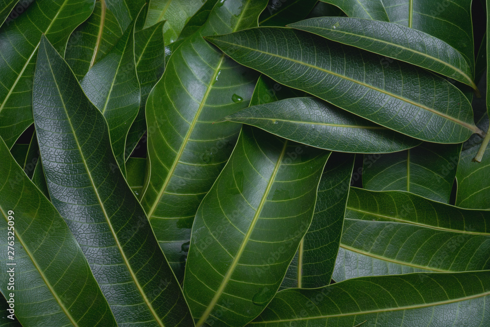 Mango leaves background, beautiful fresh green group with clear leaf vein texture detail, copy space, top view, close up, macro. Tropical concept. Mango leaves background, beautiful fresh green group with clear leaf vein texture detail, copy space, top view, close up, macro. Tropical concept.