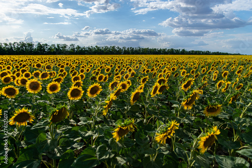 A field of sunflowers  in the background blue sky and clouds.