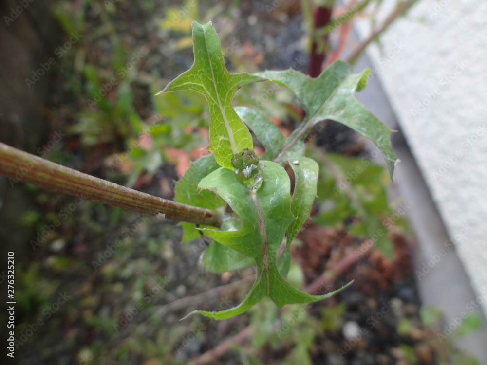 Obraz premium 葉っぱの上の水滴