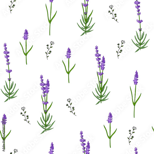 Seamless lavender pattern isolated on white background with wild flowers.