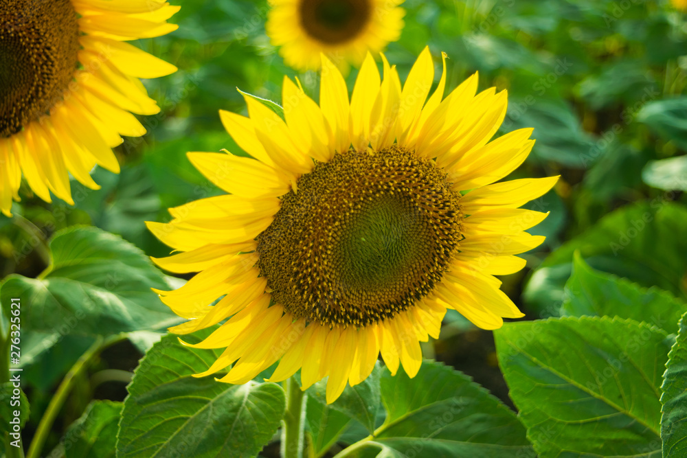 Sunflower on the field close-up on a sunny day. Sunflower on the field close-up on a sunny day.