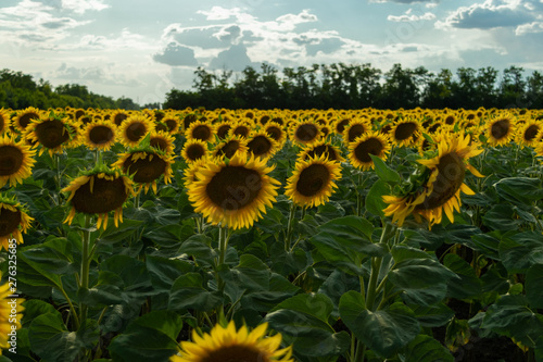 Sunflowers field in general, in the background the forest, the sky is blue and the clouds.