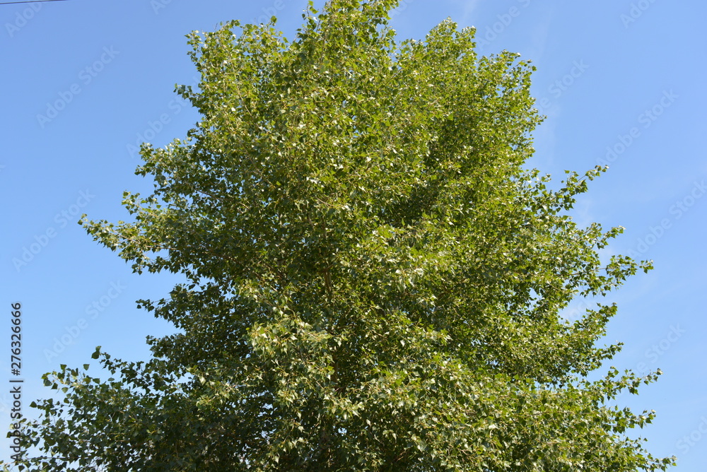 The bright and colorful foliage of the tree is poplar, long branches and hrona with green leaves of poplar. The bright and colorful foliage of the tree is poplar, long branches and hrona with green leaves of poplar.
