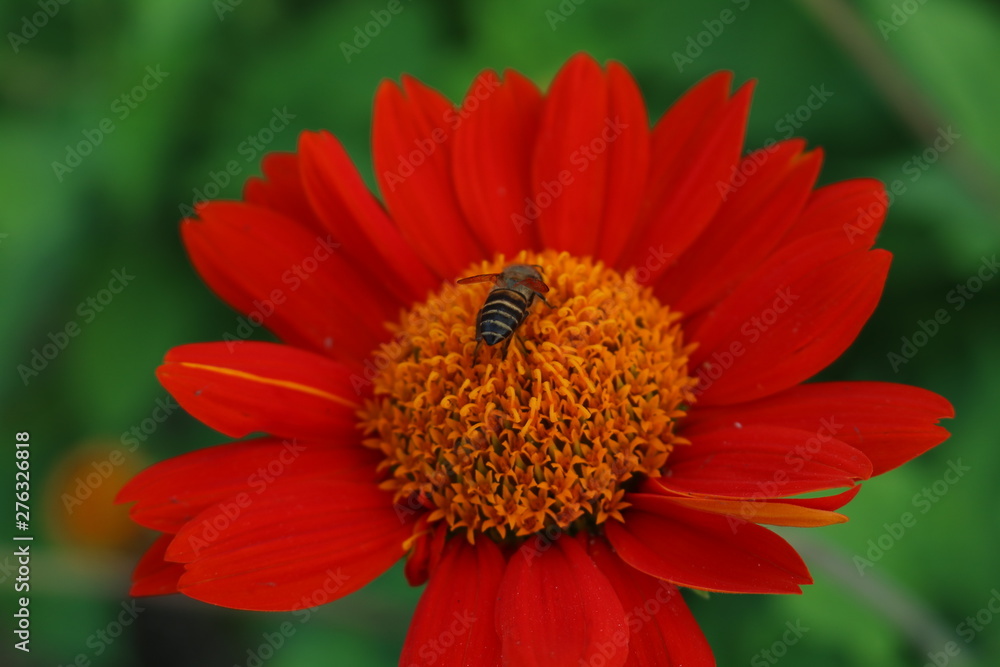 bee on flower bee on flower