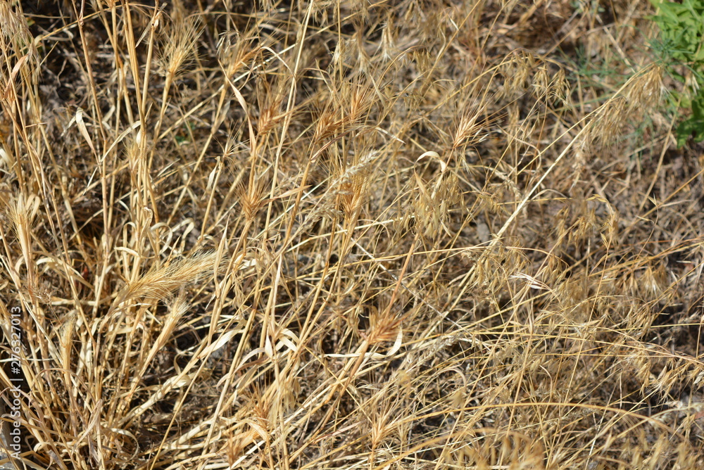 Unusual herbal background of dried yellow and golden grass and spikelets with unusual effects and lighting. Unusual herbal background of dried yellow and golden grass and spikelets with unusual effects and lighting.