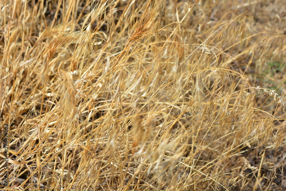 Unusual herbal background of dried yellow and golden grass and spikelets with unusual effects and lighting. Unusual herbal background of dried yellow and golden grass and spikelets with unusual effects and lighting.