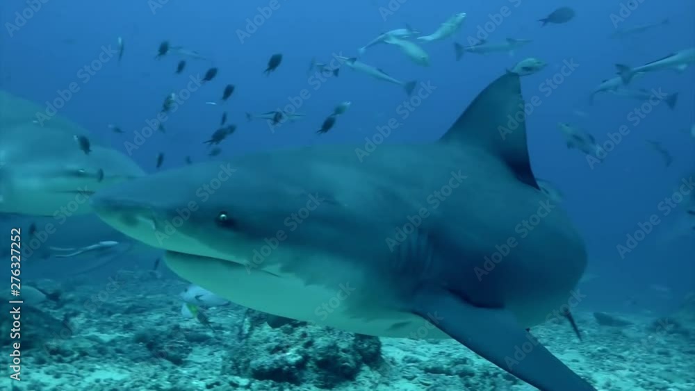 Diving with shark underwater Pacific Ocean Tonga. People swim with sharks and exploring marine life of wildlife animals. Diving with shark underwater Pacific Ocean Tonga. People swim with sharks and exploring marine life of wildlife animals.