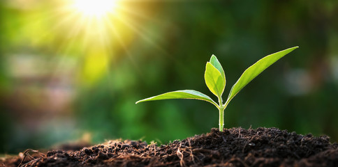 small tree growing in garden with sunrise. eco concept earth day