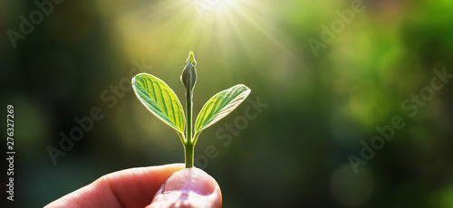 Valokuva hand holding young tree for planting with sunrise