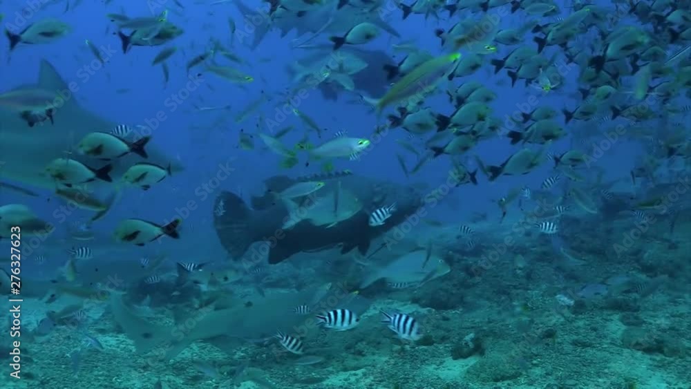 Gray bull shark eats from hands of man underwater Pacific Ocean Tonga