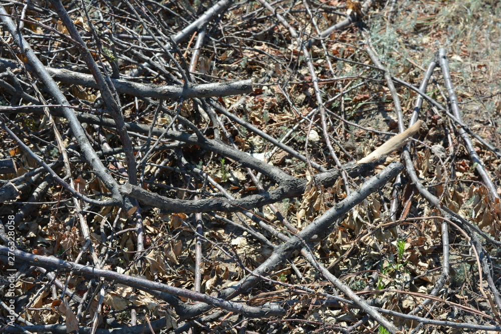 Dry apricot tree branches with dry leaves on the ground.