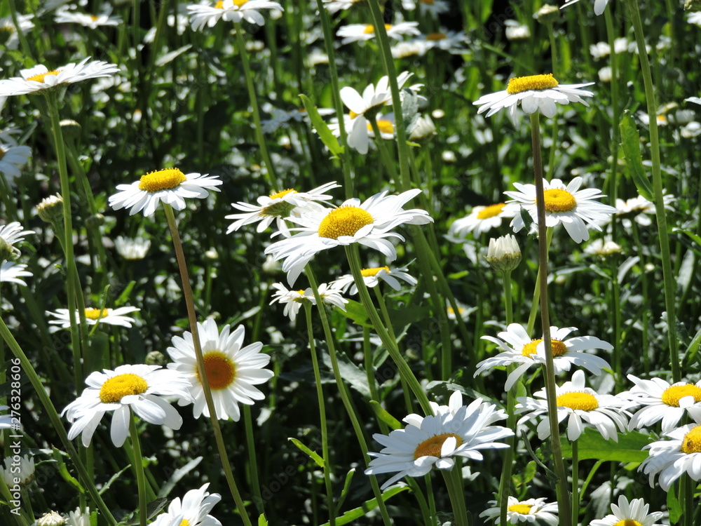 bright daisies in the field