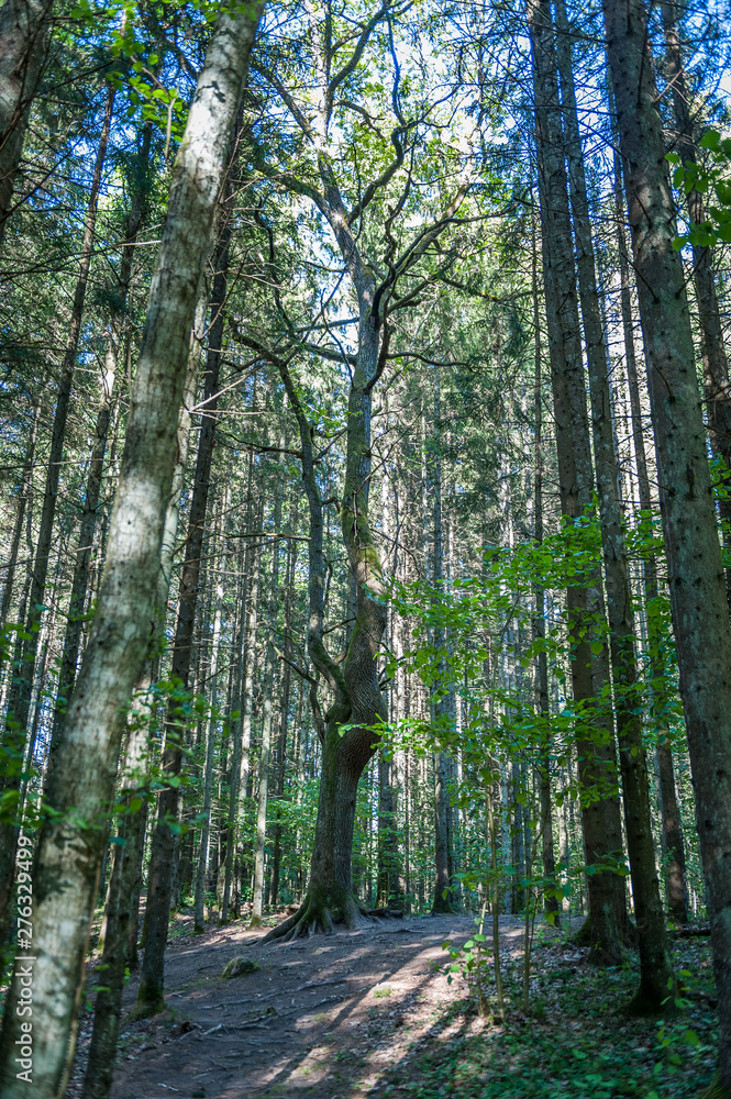 A large tall tree in Pokaini Forest. Magic forest in Latvia. Baltic. Landscape. A large tall tree in Pokaini Forest. Magic forest in Latvia. Baltic. Landscape.