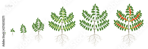 Growth stages of Coffee plant. Bush coffee. Tree coffea arabica red beans plantation. A branch with beans harvest. Colorful flat vector. Green leaves. Animation progression.