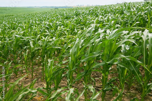 Row of green corn (maize) growing in the field in summer. Fresh organic green corn plantation. Natural maize grow in rows