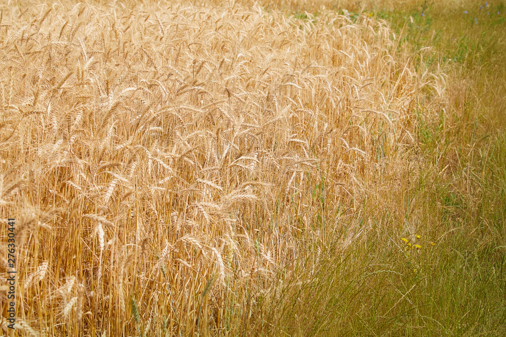 Golden yellow wheat ears on field against the blue sky. The rye crop (Secale cereale) close-up. Secale cereale field close up Golden yellow wheat ears on field against the blue sky. The rye crop (Secale cereale) close-up. Secale cereale field close up