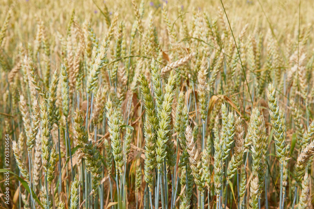 Wheat field. Ears of green unripe wheat close up. Beautiful Landscape. Rural Scenery early in the morning. Background of unripe ears of wheat field. Rich harvest Concept. Copy space. Wheat field. Ears of green unripe wheat close up. Beautiful Landscape. Rural Scenery early in the morning. Background of unripe ears of wheat field. Rich harvest Concept. Copy space.