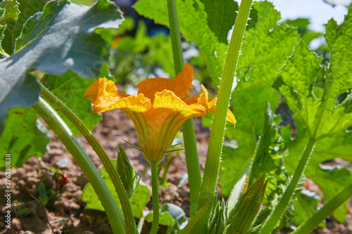 Squash, courgette, zucchini, yellow flower of vegetable marrow with green leaves blossoming in the garden. Close up