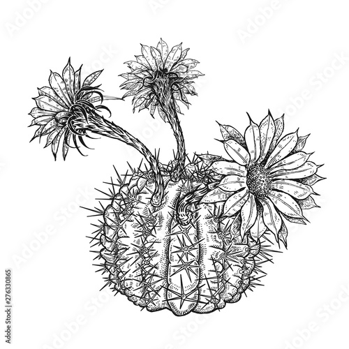 Hand drawing of blooming cactus. Vintage vector