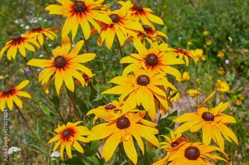 Yellow Rudbeckia (coneflowers, black-eyed-susans) flowers close-up. Rudbeckia in the garden. Yellow-brown flowers with outstanding seed at the center of a dark color