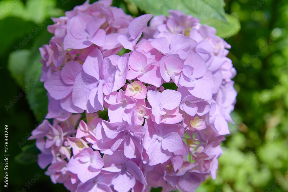 Pink, blue, lilac, violet, purple Hydrangea flower (Hydrangea macrophylla) blooming in spring and summer in a garden close up. Hydrangea macrophylla - Beautiful bush of hortensia flowers Pink, blue, lilac, violet, purple Hydrangea flower (Hydrangea macrophylla) blooming in spring and summer in a garden close up. Hydrangea macrophylla - Beautiful bush of hortensia flowers