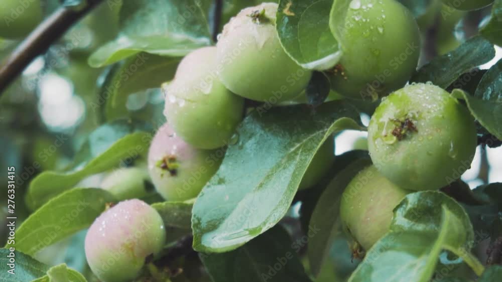 green young apples on a tree branch in the rain green young apples on a tree branch in the rain