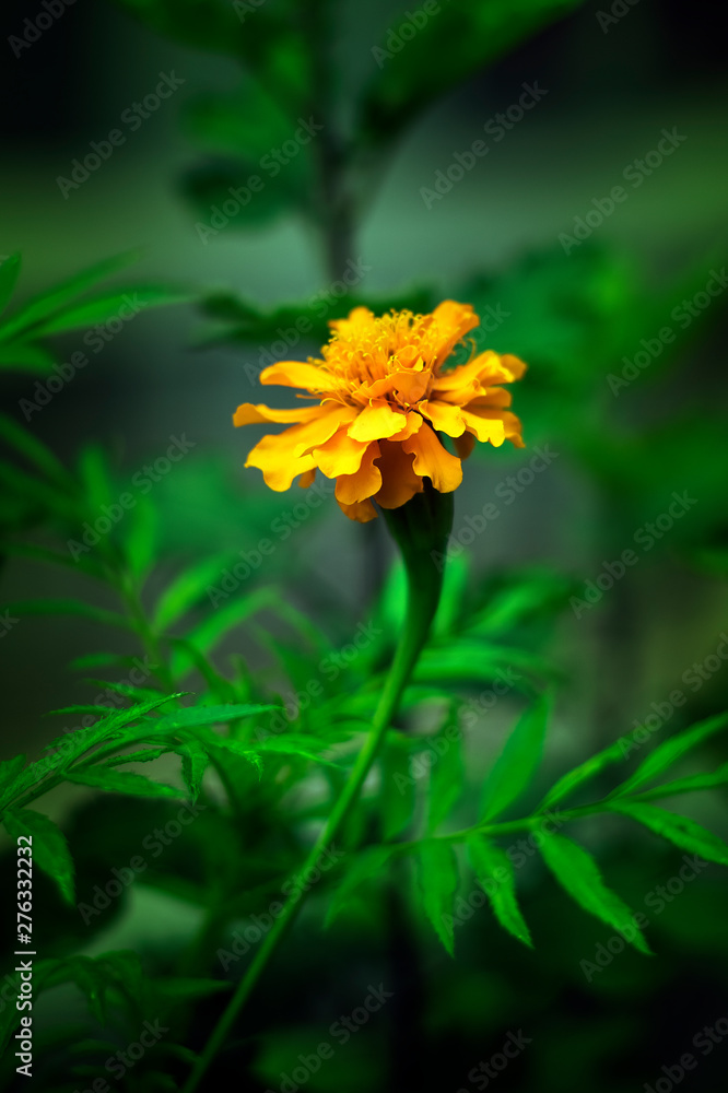 One flower of marigold isolated on a green leaves background One flower of marigold isolated on a green leaves background