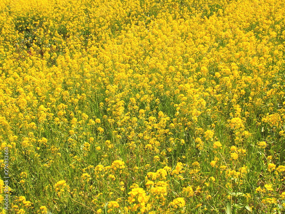 春の江戸川土手に咲く菜の花風景 春の江戸川土手に咲く菜の花風景