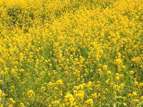 春の江戸川土手に咲く菜の花風景