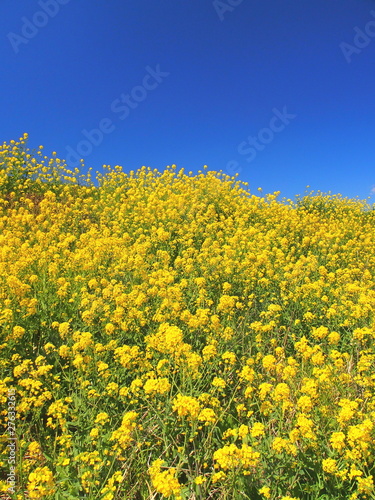 春の江戸川土手に咲く菜の花風景 © smtd3