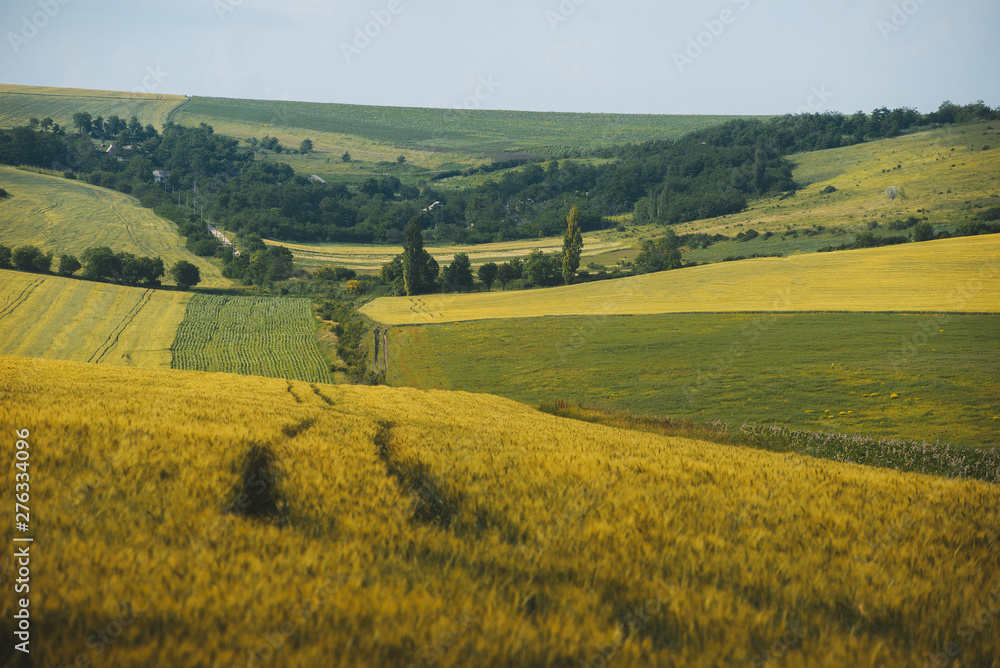 Landscape of crops fields. Yellow and green picture.