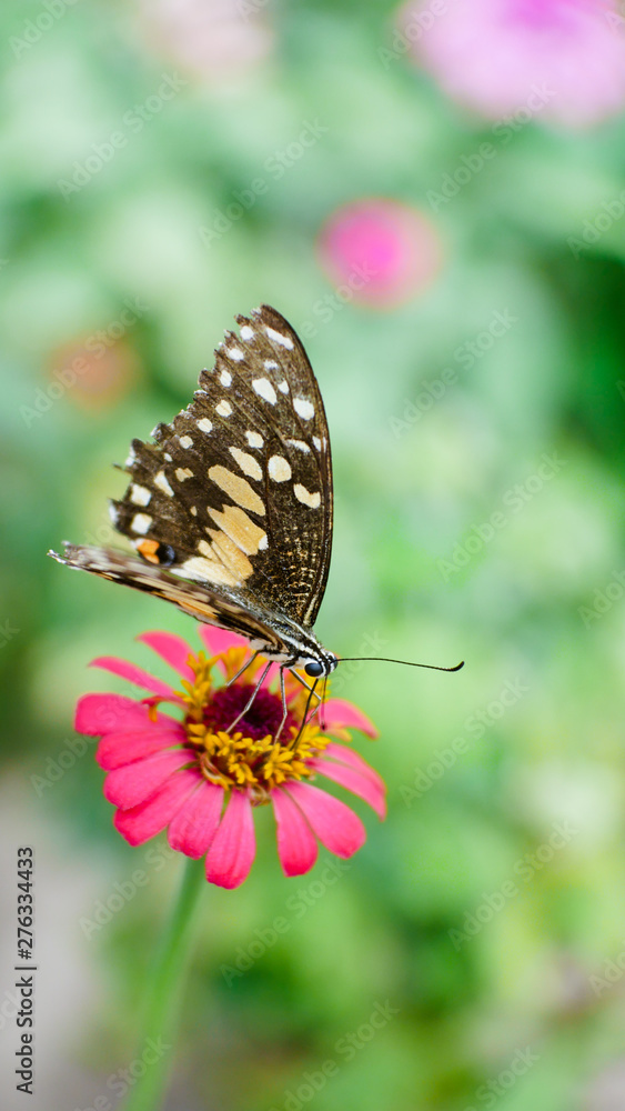 Butterfly is sucking nectar from pink zinnia Butterfly is sucking nectar from pink zinnia