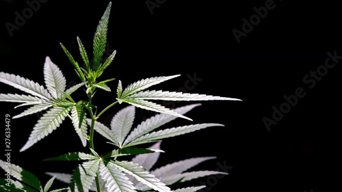 Cannabis on a Black background.The cannabis in natural conditions. Leaves of hemp in the wind.The backlit, evening light hemp leaves. Green leaves glow in the sun. 