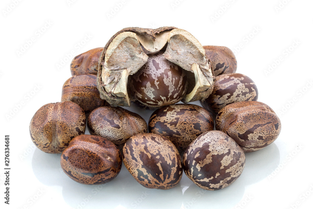 Rubber Seeds (Hevea brasiliensis) isolated on White Background Rubber Seeds (Hevea brasiliensis) isolated on White Background
