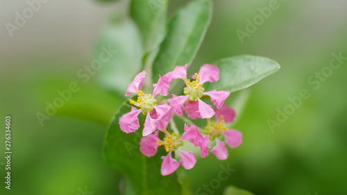 Pink flowers on green background
