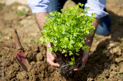 Man plant fresh parsley