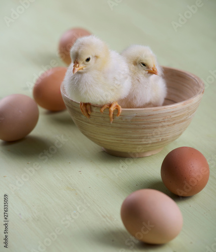 two chicks and eggs in a bowl on the table
