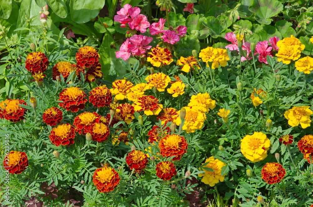Beautiful summer flower bed with bright marigolds (lat. Tagetes)