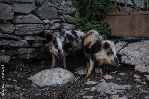 Two black and white small spotty piglets standing at metal gates in mountain village Adishi Svaneti Georgia