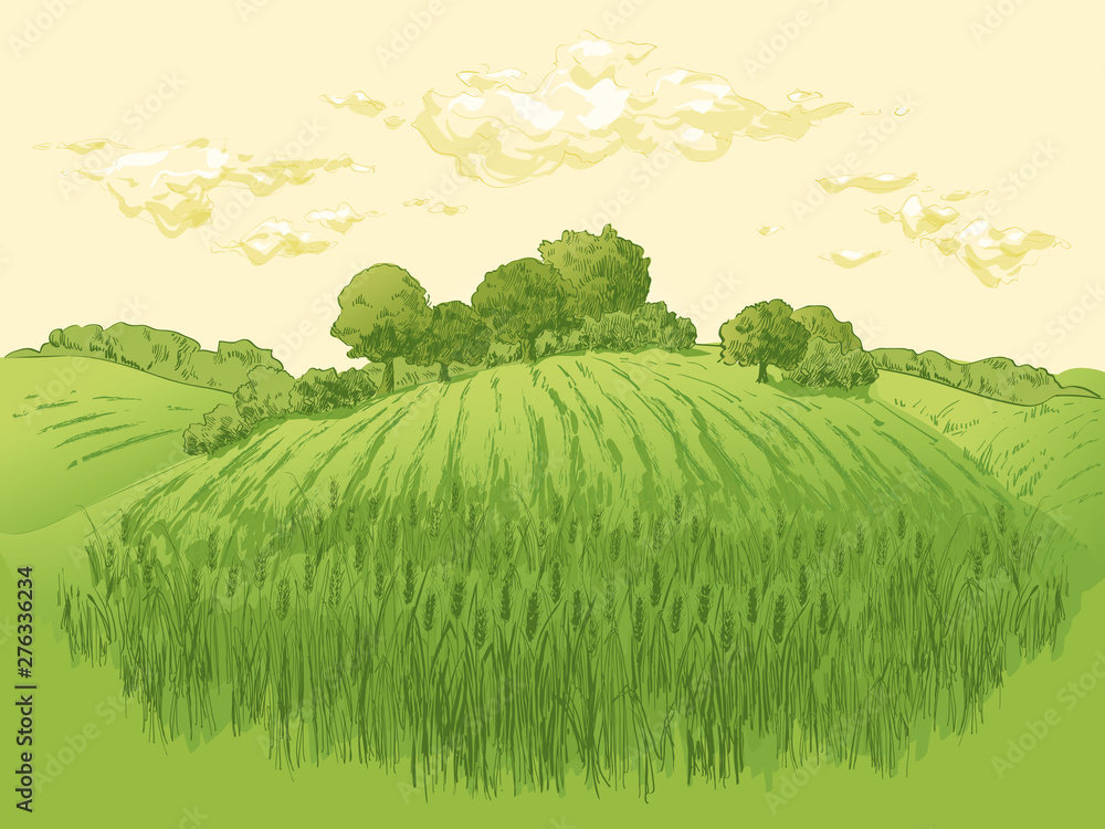 Obraz premium Rural landscape field wheat. Hand drawn vector Countryside landscape engraving style illustration.