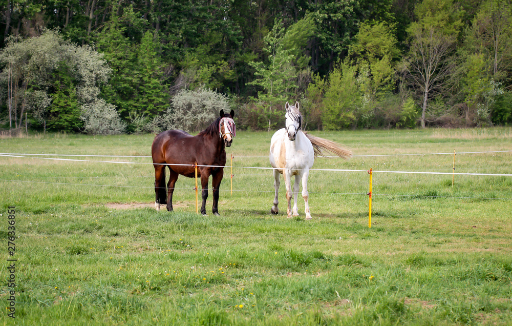 Obraz premium Studie eines Pferd, Ponny