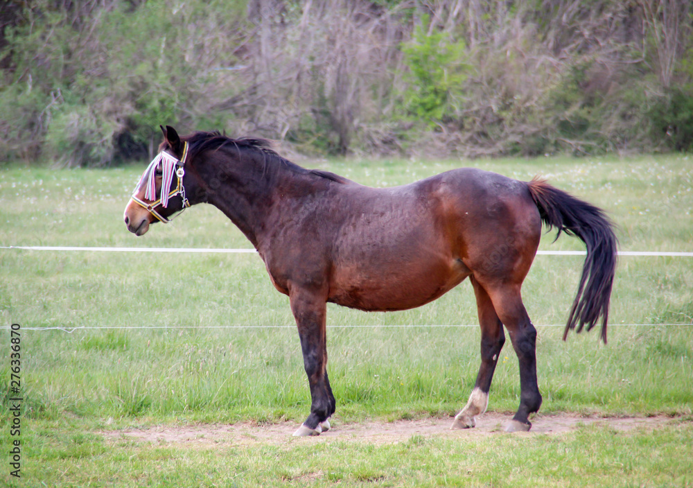 Studie eines Pferd, Ponny Studie eines Pferd, Ponny