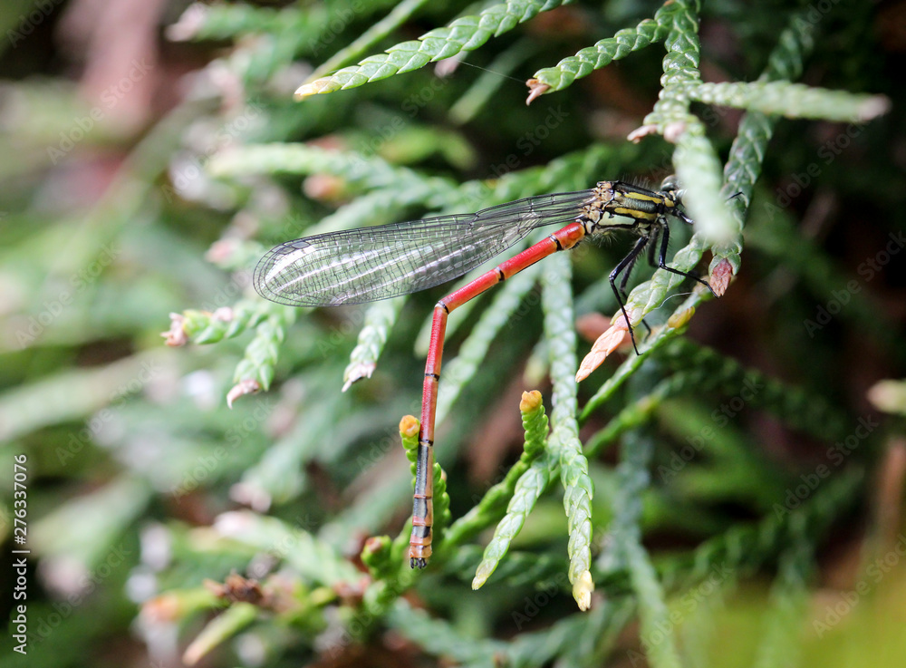 Naklejka premium Portrait einer Libelle, Kleinlibelle